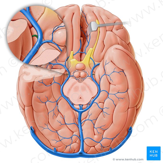 Vena coroidea inferior (Vena choroidea inferior); Imagen: Paul Kim