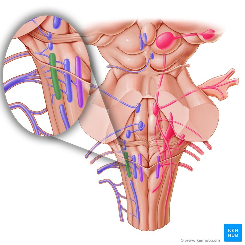 Nucleus ambiguus - dorsal view