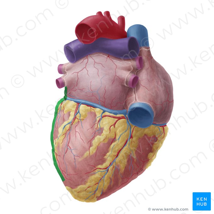 Left border of heart (Margo sinister cordis); Image: Yousun Koh