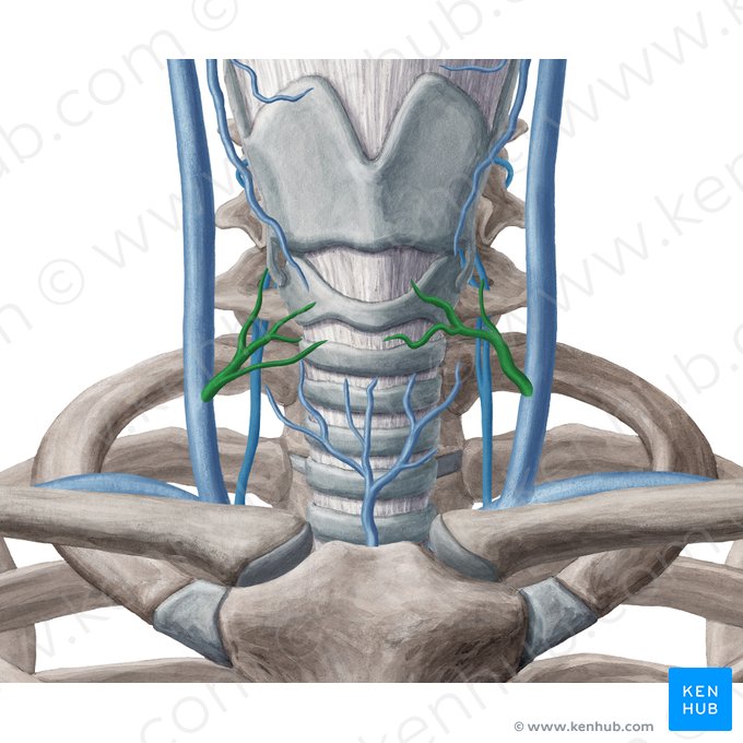 Vena tiroidea media (Vena thyroidea media); Imagen: Yousun Koh
