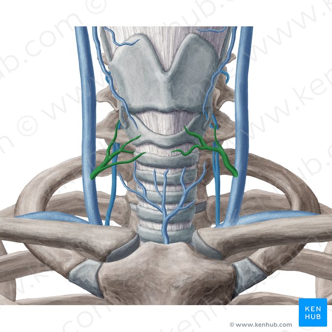Middle thyroid vein (Vena thyroidea media); Image: Yousun Koh