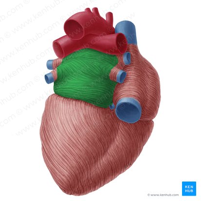 Left atrium of heart (Atrium sinistrum cordis); Image: Yousun Koh