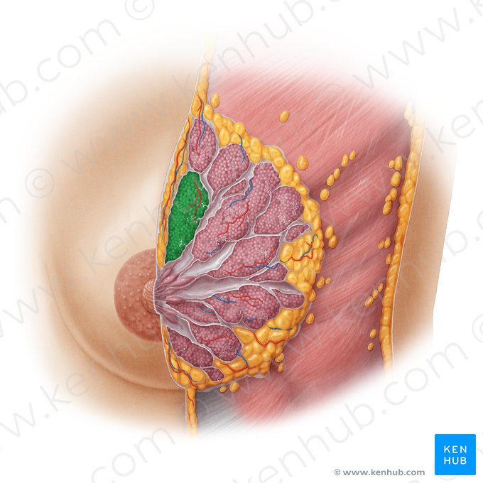 Lobe of mammary gland (Lobus glandulae mammariae); Image: Samantha Zimmerman