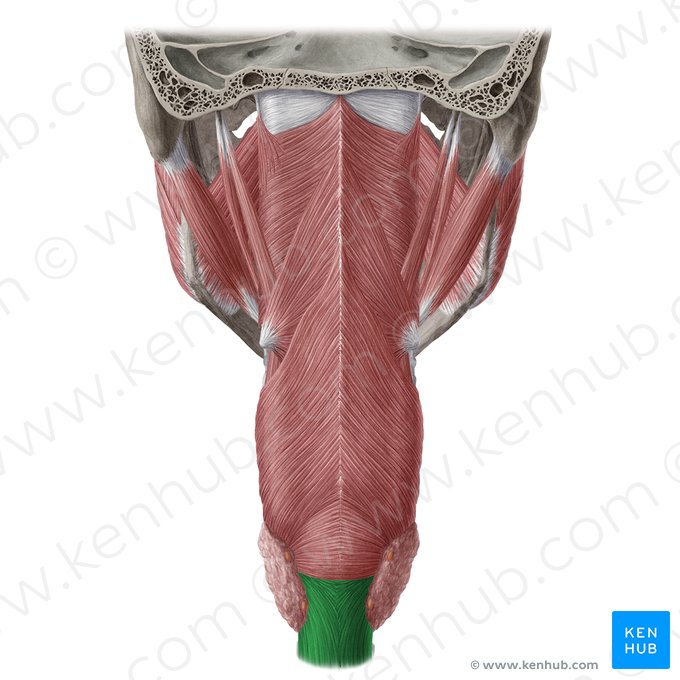 Esôfago (Oesophagus); Imagem: Yousun Koh