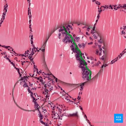 Basement membrane (Membrana basalis); Image: 