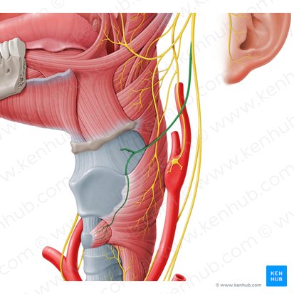 Superior laryngeal nerve (Nervus laryngeus superior); Image: Paul Kim