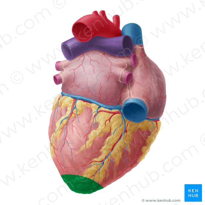 Apex of heart (Apex cordis); Image: Yousun Koh