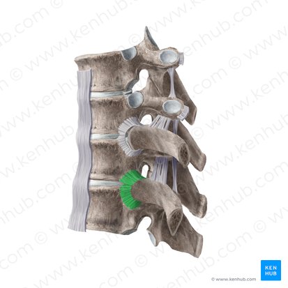 Ligamentum radiatum capitis costae (Strahlenförmiges Band des Rippenkopfes); Bild: Begoña Rodriguez