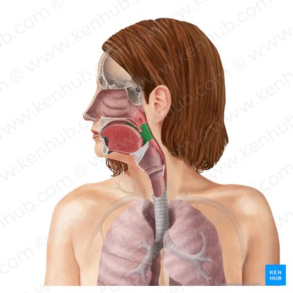 Orofaringe (Pars oralis pharyngis); Imagem: Begoña Rodriguez