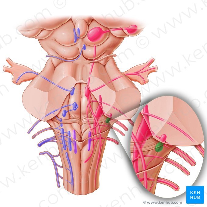 Núcleo coclear posterior (Nucleus cochlearis posterior); Imagen: Paul Kim