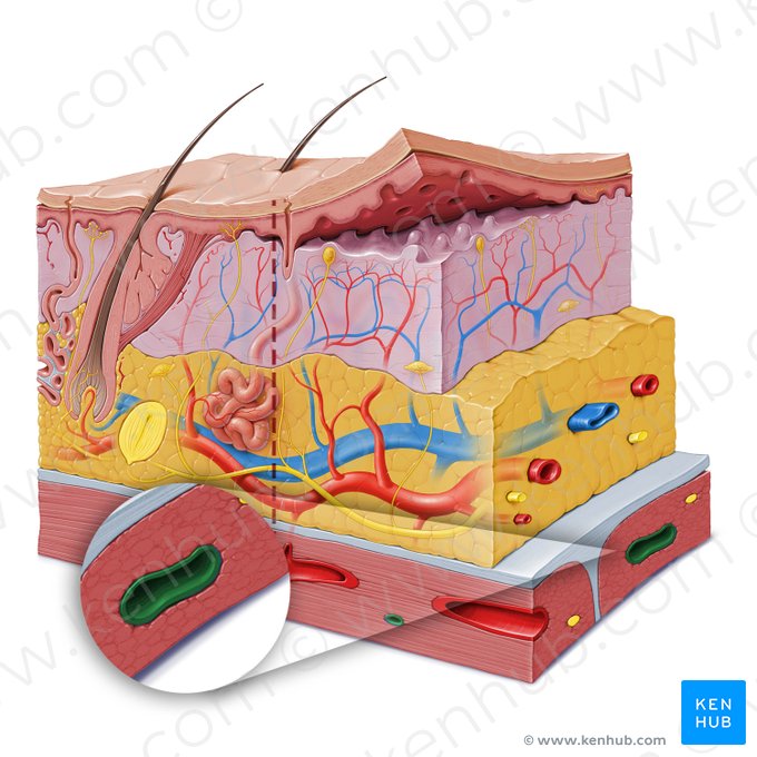 Intramuscular vein (Vena intramuscularis); Image: Paul Kim