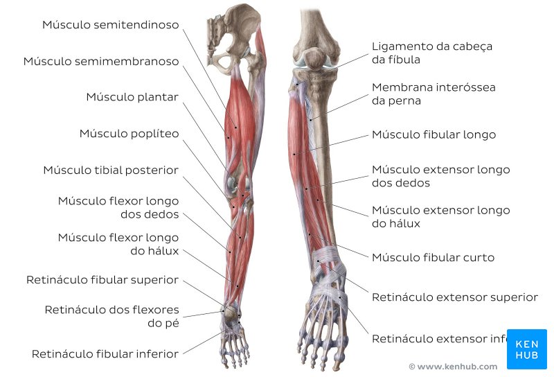 Músculos do joelho e da perna - vistas anterior e posterior
