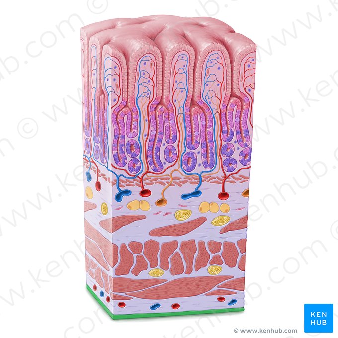 Mesotelio (Mesothelium); Imagen: Paul Kim