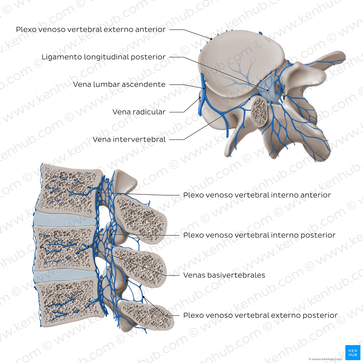 Venas de la cólumna vertebral