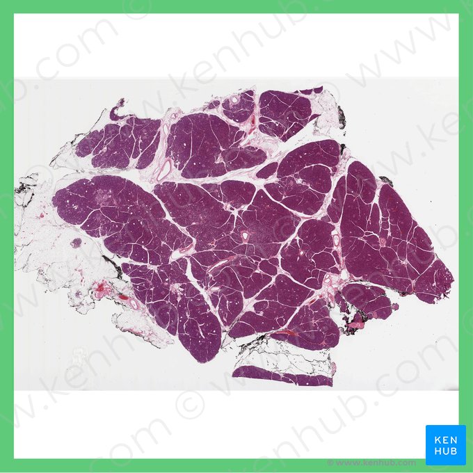 Cauda do pâncreas (Cauda pancreatis); Imagem: 