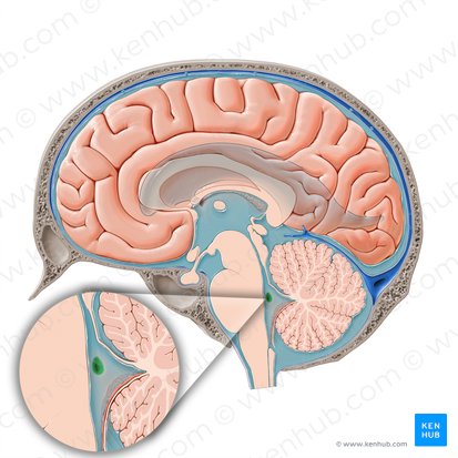 Apertura lateralis ventriculi quarti (Foramen Luschkae); Bild: Paul Kim