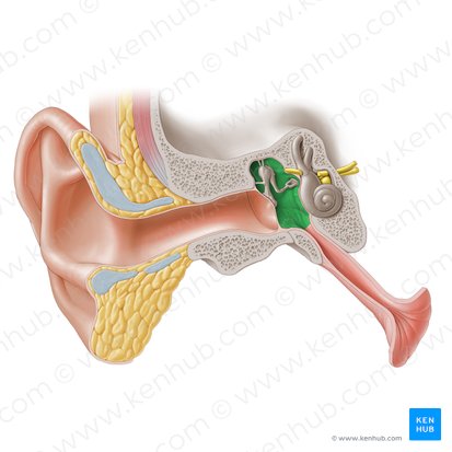 Tympanic cavity (Cavitas tympani); Image: Paul Kim