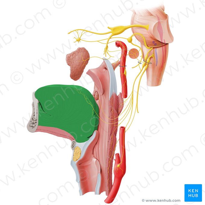 Lengua (Lingua); Imagen: Paul Kim