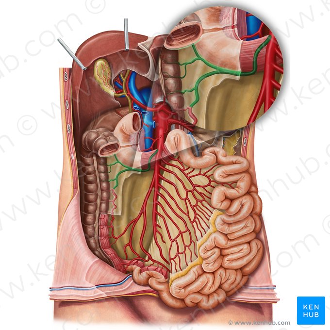 Artéria cólica direita (Arteria colica dextra); Imagem: Irina Münstermann