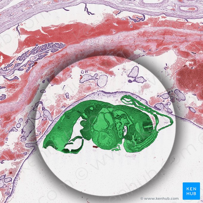 Früher Embryo; Bild: 