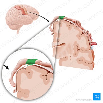 Motor cortex of trunk (Cortex motorius trunci); Image: Paul Kim