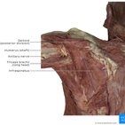 Clinical case: Dislocated shoulder