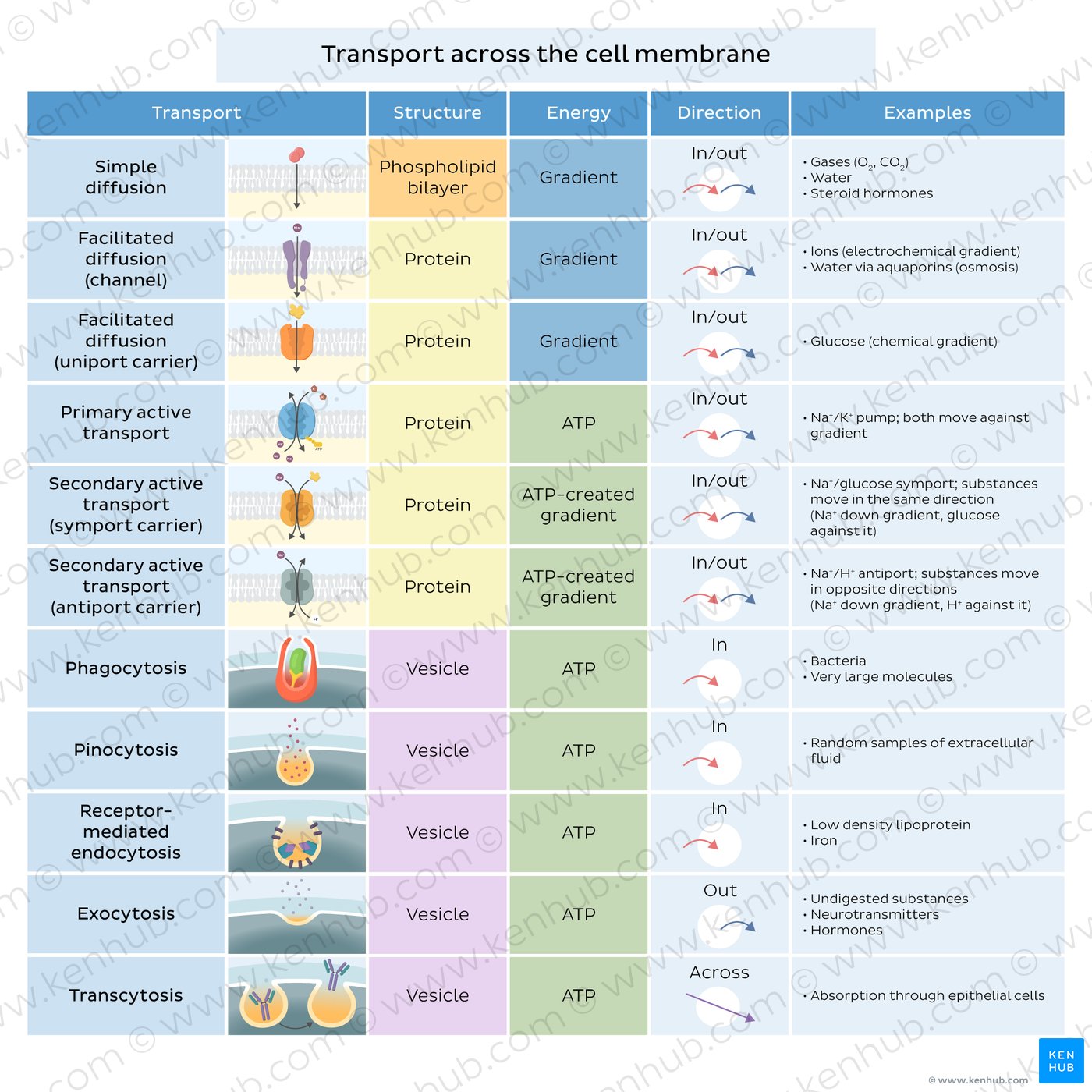 An infographic that illustrates structure, energy requirement and movement direct of the main cell membrane transports, including examples.