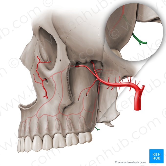 Arteria palatina menor (Arteria palatina minor); Imagen: Paul Kim