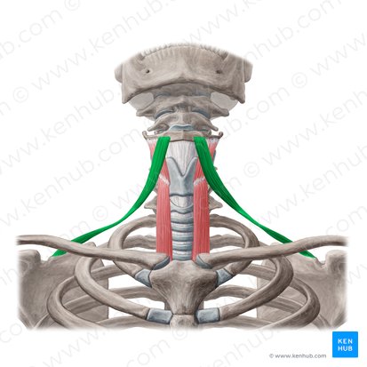 Musculus omohyoideus (Schulter-Zungenbeinmuskel); Bild: Yousun Koh