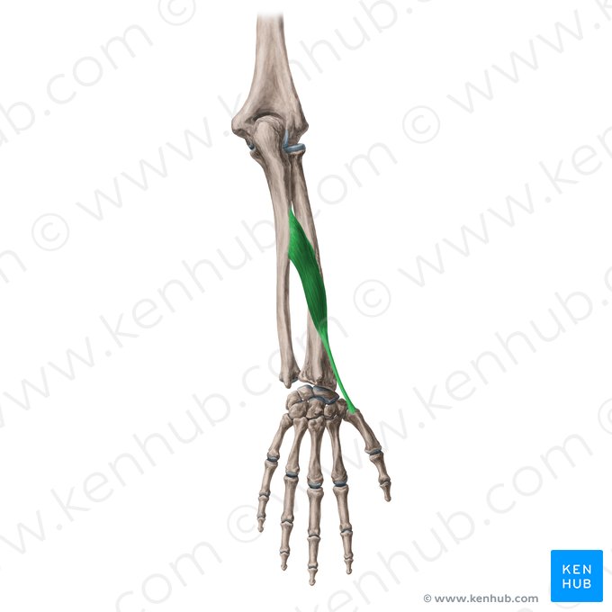 Músculo abdutor longo do polegar (Musculus abductor pollicis longus); Imagem: Yousun Koh