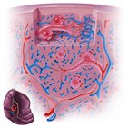 Microcirculation of the spleen