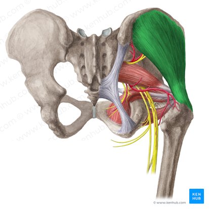 Músculo glúteo medio (Musculus gluteus medius); Imagen: Liene Znotina