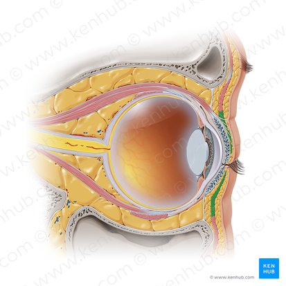 Porción palpebral del músculo orbicular del ojo (Pars palpebralis musculi orbicularis oculi); Imagen: Paul Kim