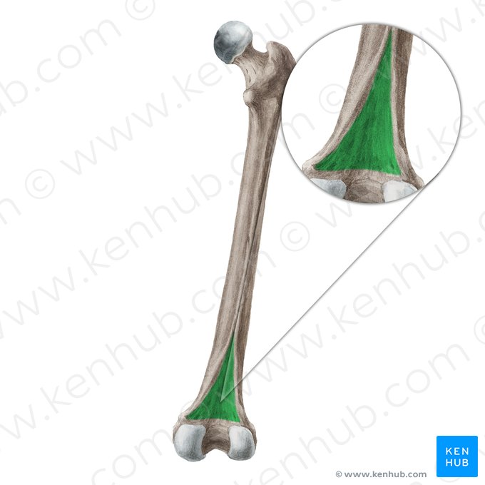 Facies poplitea ossis femoris (Kniekehlfläche des Oberschenkelknochens); Bild: Liene Znotina