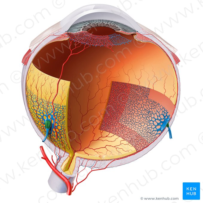 Bulbus venae vorticosae (Bulbus der Vortexvenen); Bild: Paul Kim