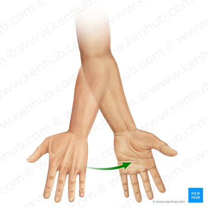 Supination de la main (Supinatio antebrachii); Image : Paul Kim