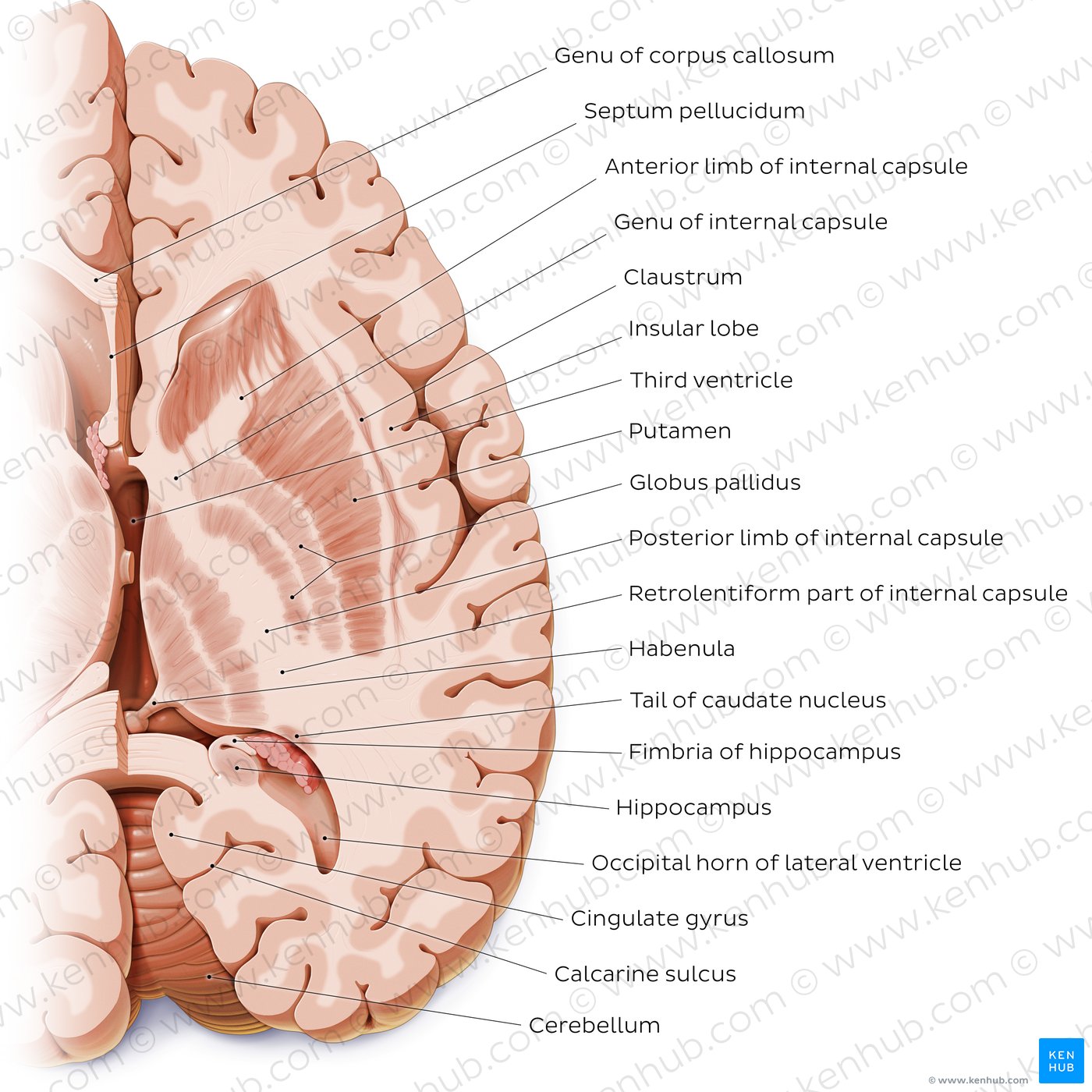 Horizontal section of the brain: Section B