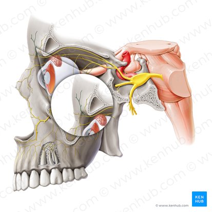 Superior branch of supratrochlear nerve (Ramus superior nervi supratrochlearis); Image: Paul Kim