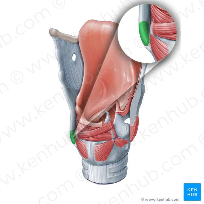 Corno inferior da cartilagem tireóidea (Cornu inferius cartilaginis thyroideae); Imagem: Paul Kim