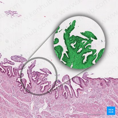 Mucosal folds (Plicae mucosae); Image: 