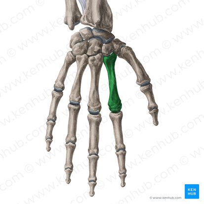 2.º metacarpal (Os metacarpi 2); Imagem: Yousun Koh