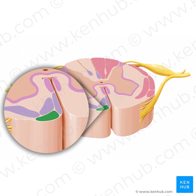 Tracto tectoespinal (Tractus tectospinalis); Imagen: Paul Kim