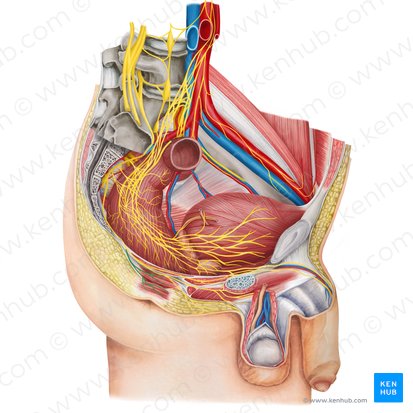 Inferior anal nerve (Nervus analis inferior); Image: Irina Münstermann