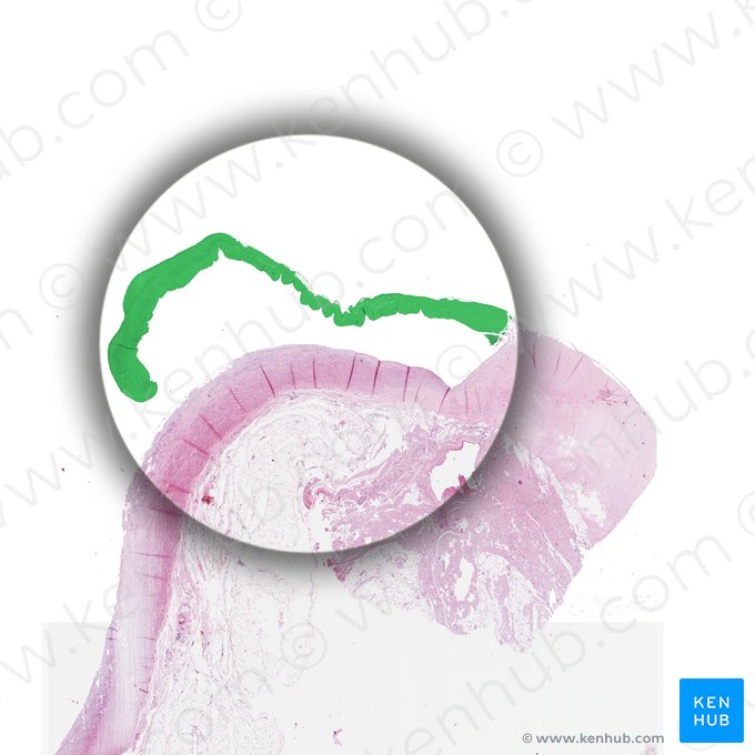 Válvula aórtica (Valva aortae); Imagen: Yousun Koh