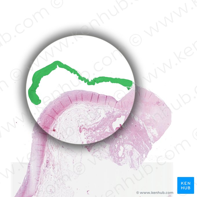 Valve aortique (Valva aortae); Image : Yousun Koh