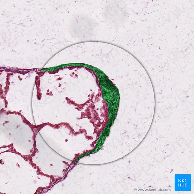 Tecido conjuntivo denso (Textus connectivus compactus); Imagem: 