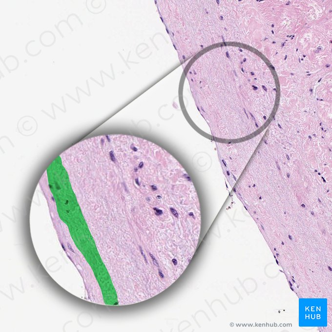 Camada mioelástica do endocárdio (Stratum myoelasticum endocardii); Imagem: 
