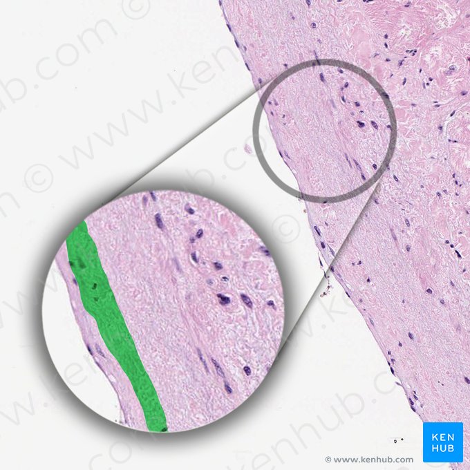 Couche musculoélastique de l'endocarde (Stratum myoelasticum endocardii); Image : 