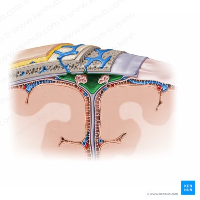 Superior sagittal sinus (Sinus sagittalis superior); Image: Paul Kim