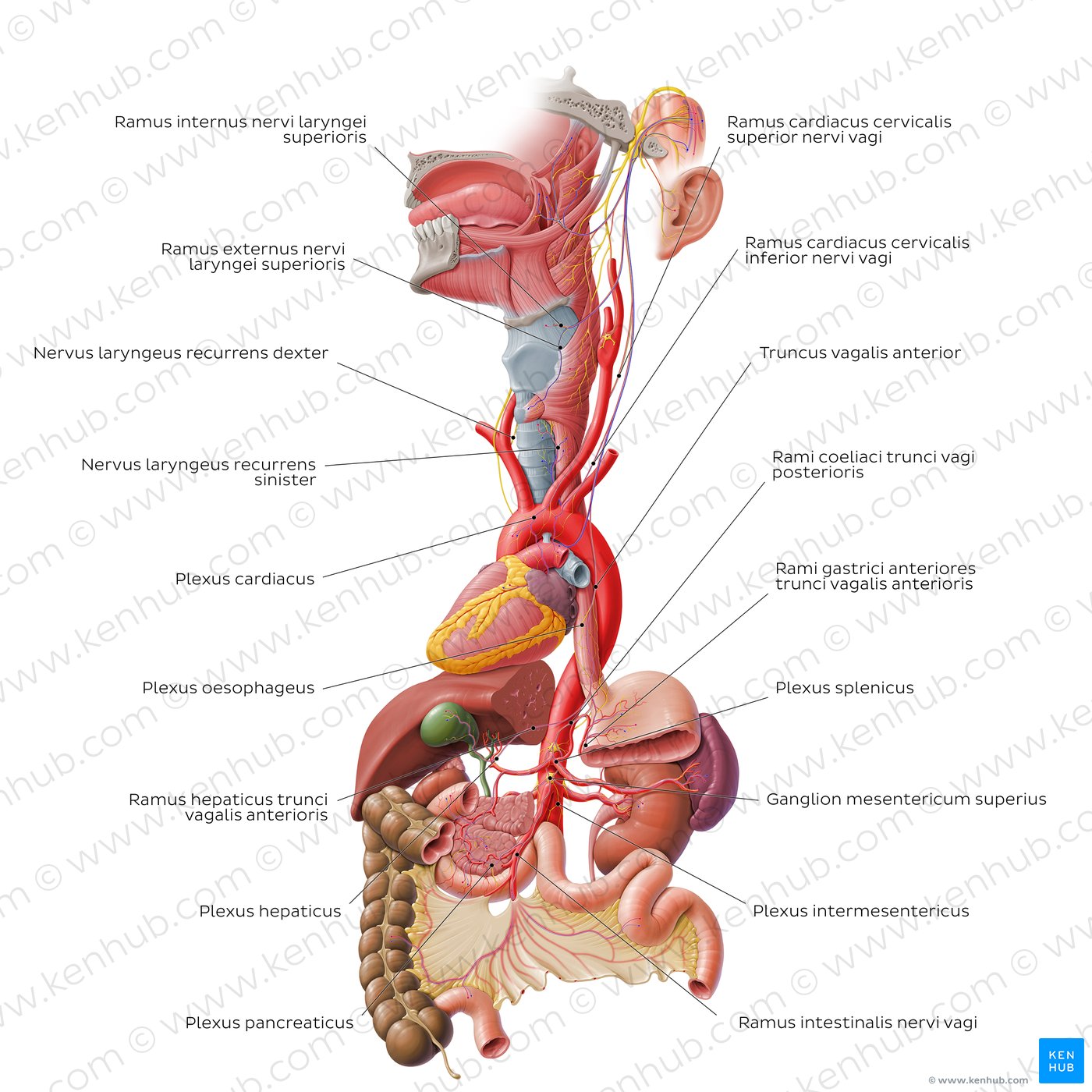 Nervus vagus